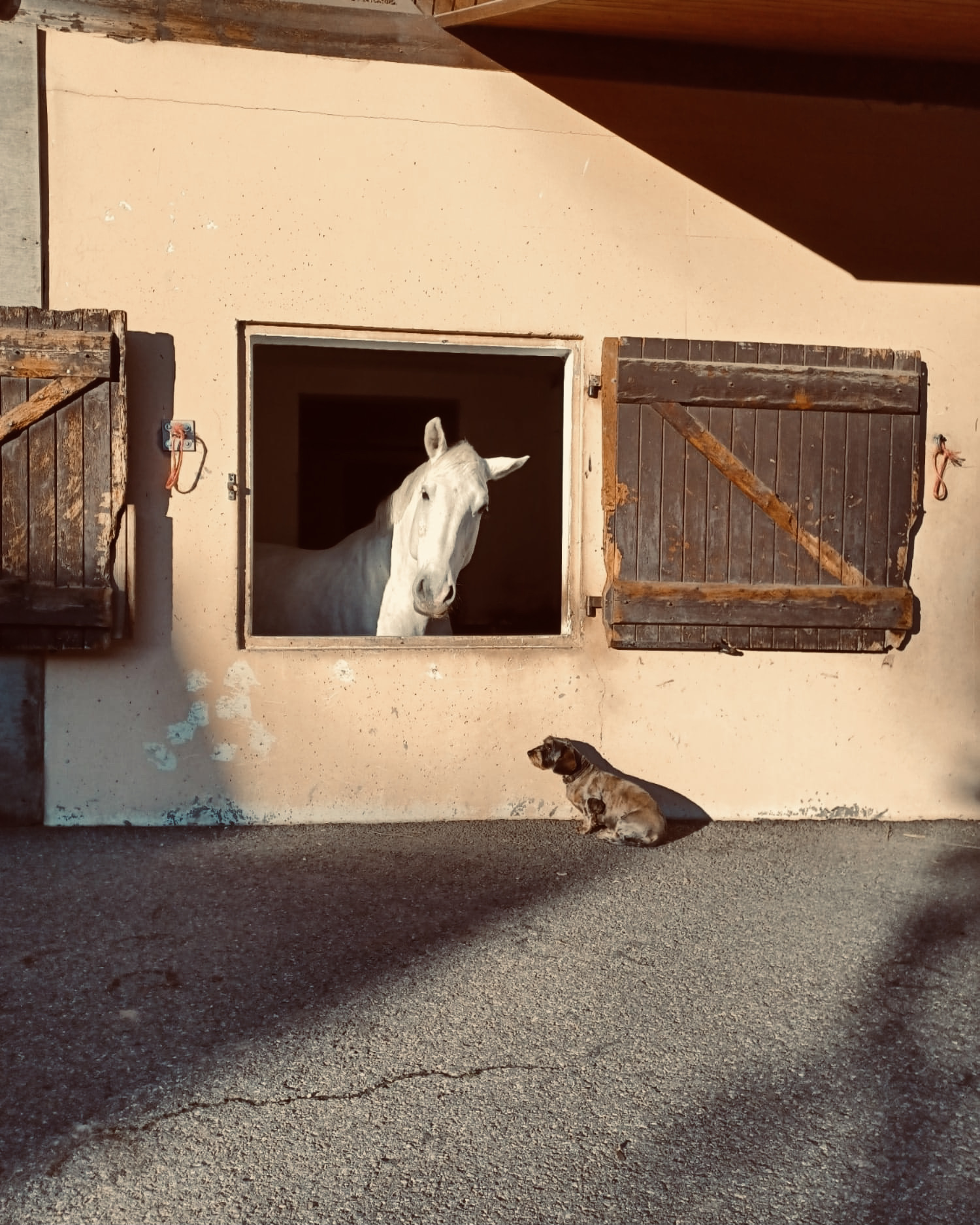 Cheval à la fenêtre de son box avec le chat de l'écurie