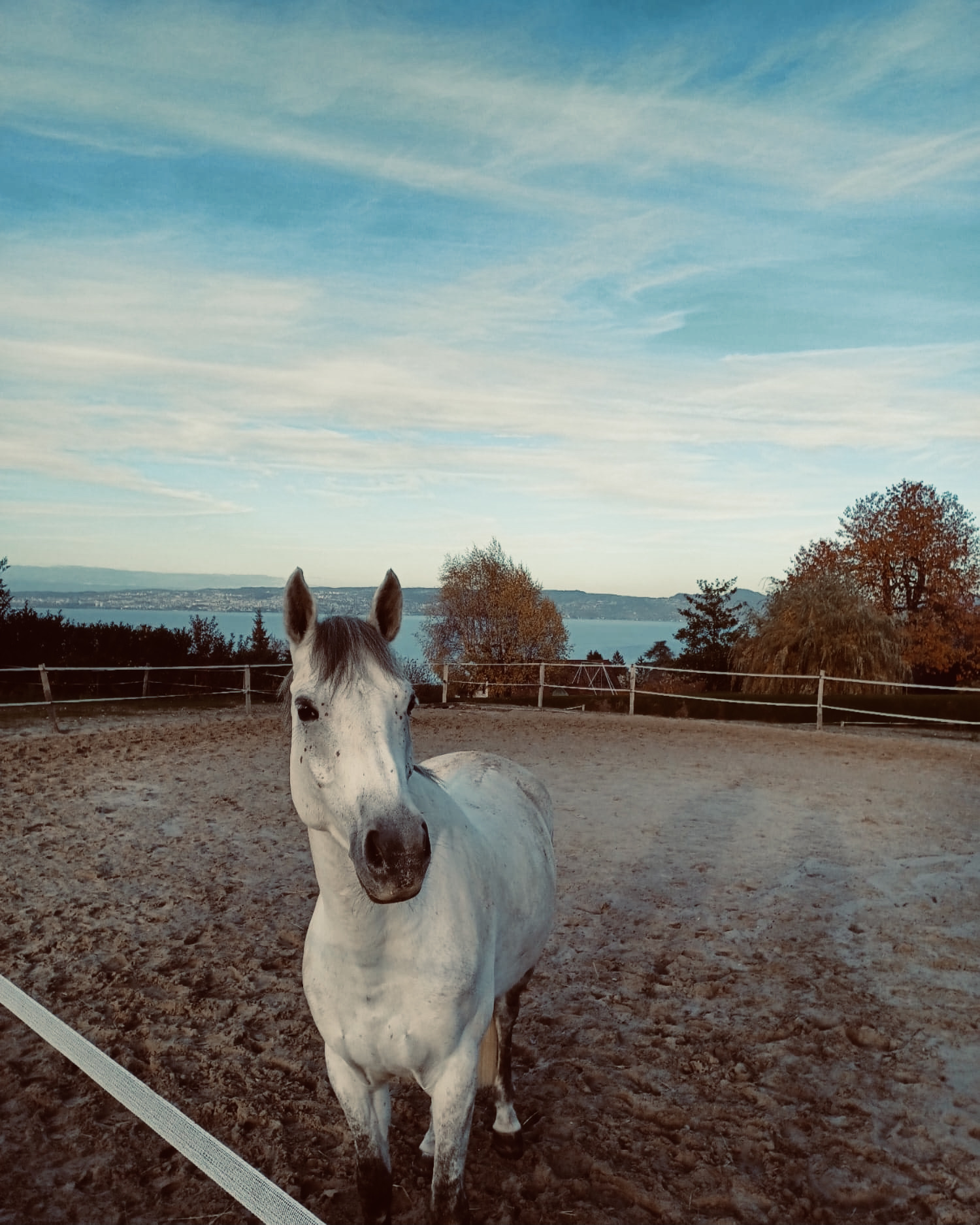 Cheval blanc face au lac Léman, sur les hauteurs d'Évian