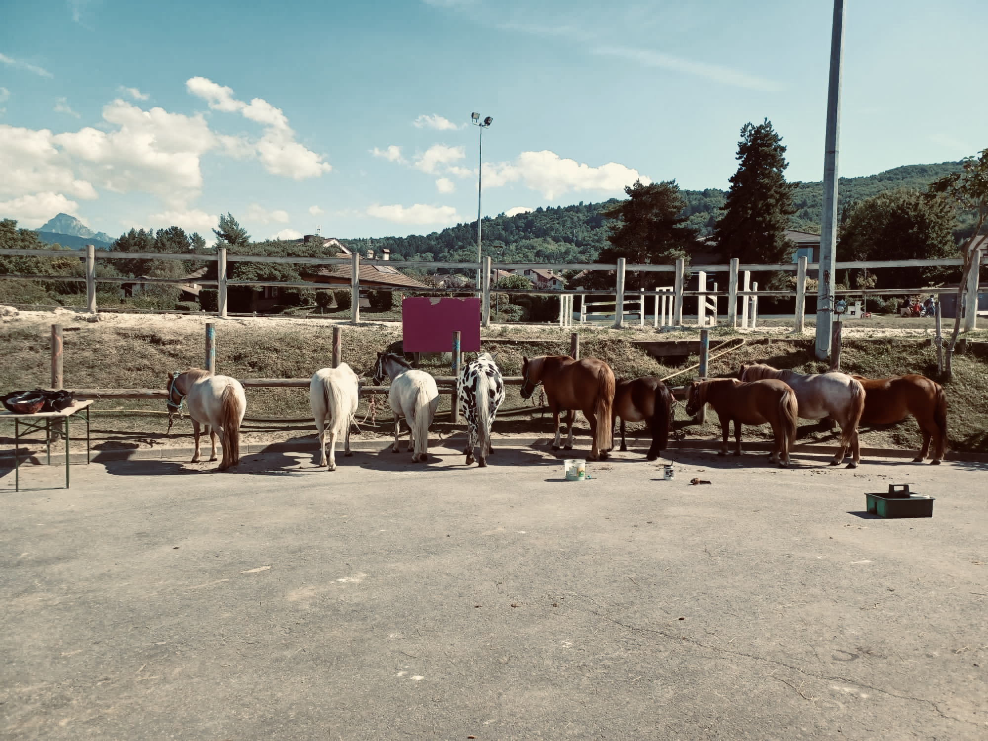 Poneys en extérieur au soleil